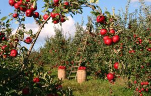 Does An Apple A Day Really Keep The Doctor Away?