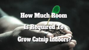 How Much Room Is Required To Grow Catnip Indoors?