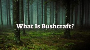 What Is Bushcraft? Skills for Survival and Self-Reliance