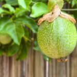 Fruiting Vines for Pergolas: Discover Passionfruit & Kiwi in Brisbane