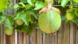 Fruiting Vines for Pergolas: Discover Passionfruit & Kiwi in Brisbane