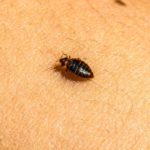 Identify, Treat, and Prevent Bed Bug Infestations