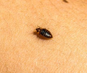 Identify, Treat, and Prevent Bed Bug Infestations