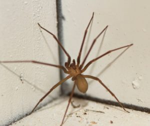 Spider Pest Control Strategies for Effective Elimination